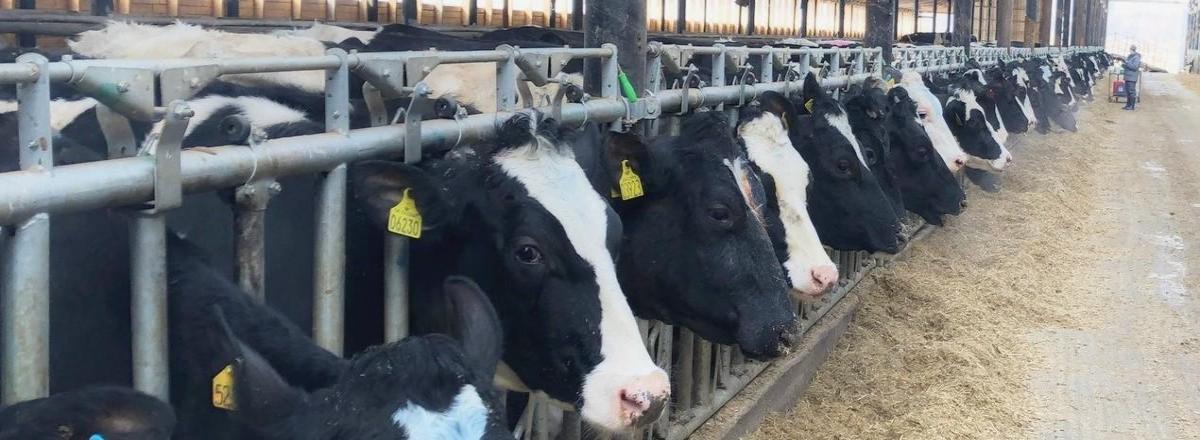 Аудит ферм, содержания КРС