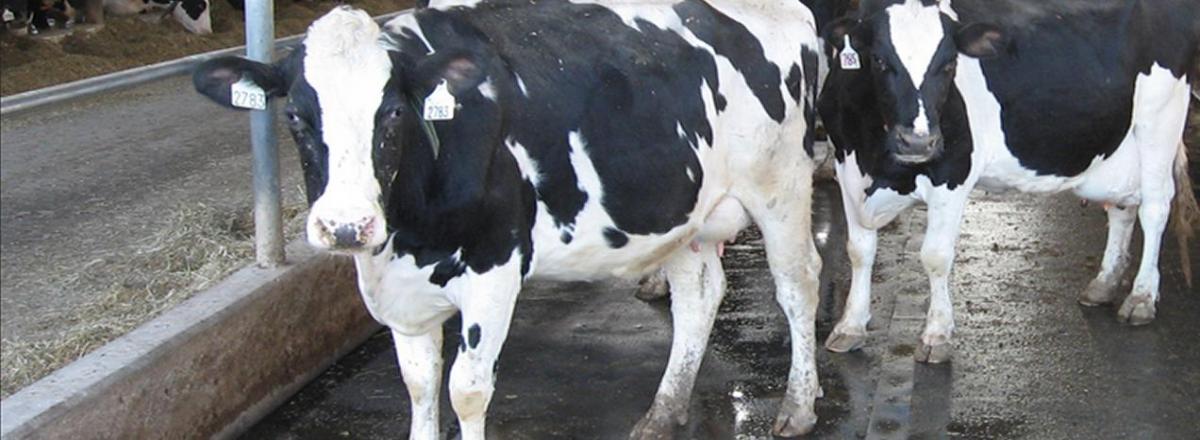 Резиновые маты для содержания КРС