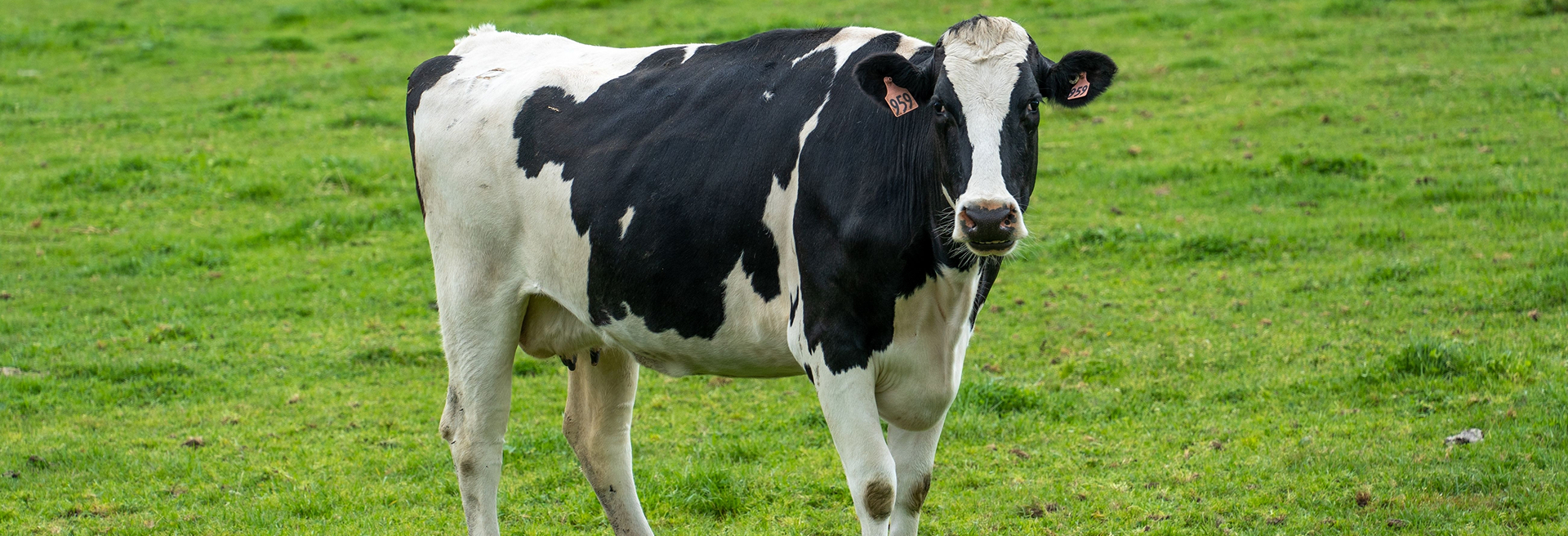 Стальные каркасы для ферм